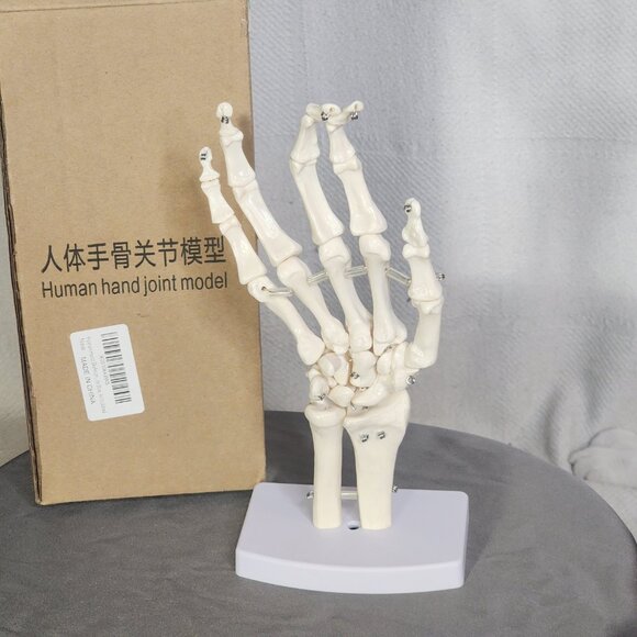 Human Hand Articulated Joint Model on Base - Picture 10 of 16